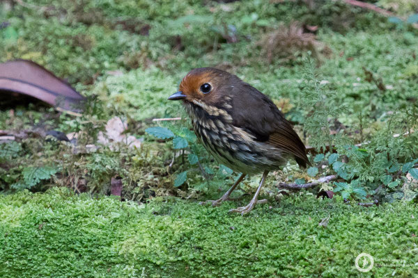 Grallaricula ochraceifrons / Ochre-fronted Antpitta / Ockerstirn-Ameisenpitta