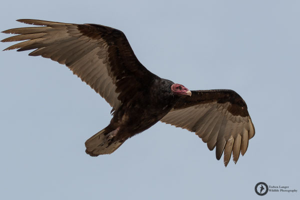 Cathartes aura / Turkey Vulture / Truthahngeier