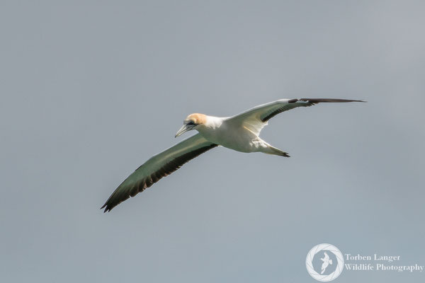 Morus serrator / Australasian Gannet / Australtölpel