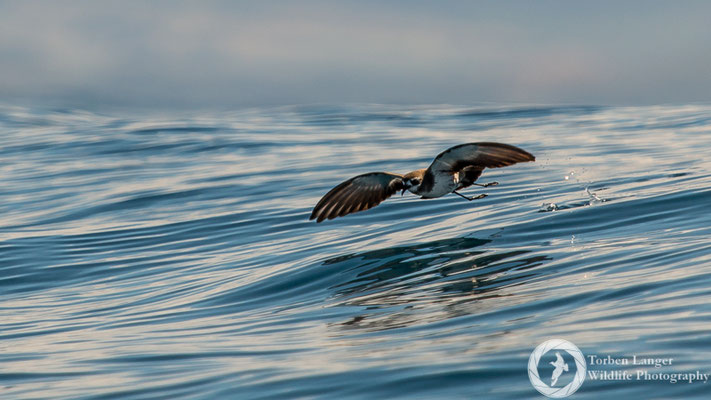 Pelagodroma marina / White-faced Storm Petrel / Weißgesicht-Sturmschwalbe