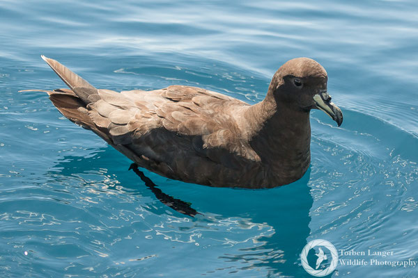 Procellaria westlandica / Westland Petrel / Westland-Sturmvogel