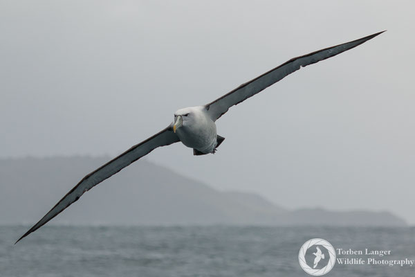 Thalassarche steadi / White-capped Albatross / Aucklandalbatros
