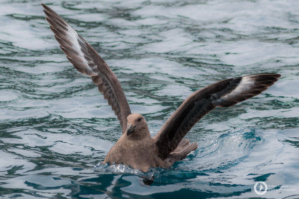 Catharacta antarctica ssp. lonnbergi / Brown Skua / Subantarktikskua