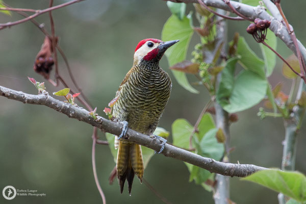 Colaptes rubiginosus / Golden-olive Woodpecker / Olivmantelspecht
