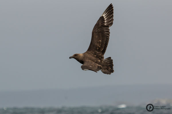Catharacta antarctica ssp. lonnbergi / Brown Skua / Subantarktikskua