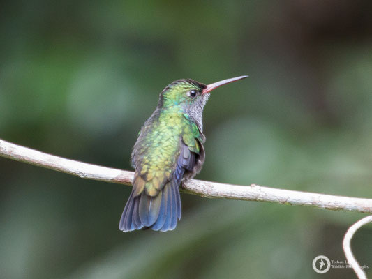 Spot-vented Emerald