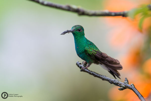 Chalybura buffonii / White-vented Plumeleteer / Blauschwanz-Buffonkolibri ♂