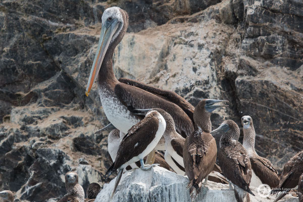 Pelecanus thagus / Peruvian Pelican / Chilepelikan & Sula nebouxii / Blue-footed Booby / Blaufußtölpel