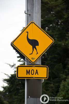 Caution, Moas!?!
