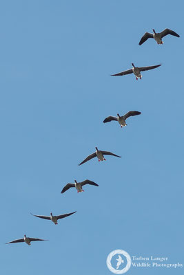 Anser anser / Greylag Goose / Graugans