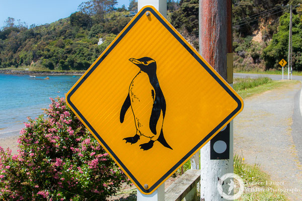 Watch out for the Penguins!