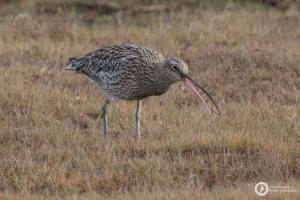 Numenius arquata / Eurasian Curlew / Großer Brachvogel