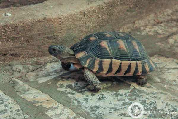 A tortoise in Athens
