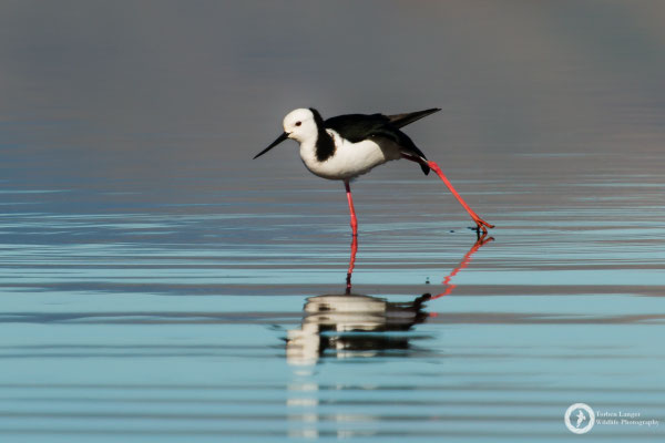 Himantopus himantopus ssp. leucocephalus / Black-winged Stilt / Stelzenläufer