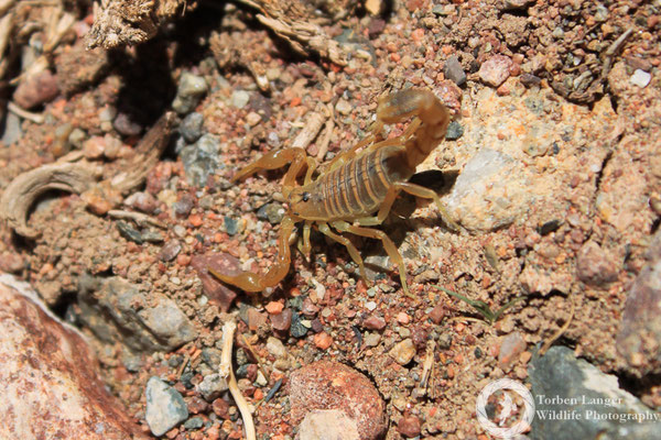 Scorpion