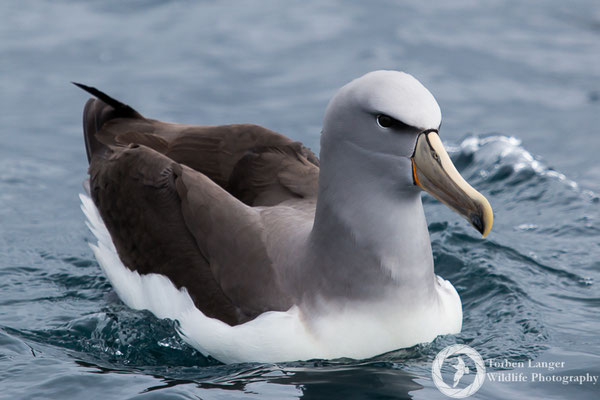 Thalassarche salvini / Salvin's Albatross / Salvinalbatros