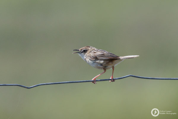 Zitting Cisticola