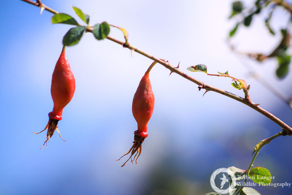 Rosehip