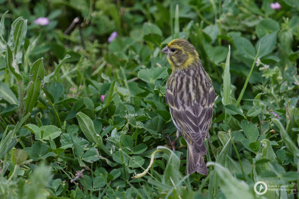 European Serin
