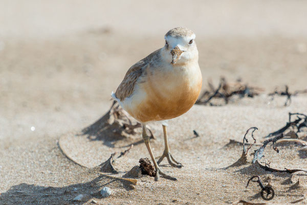 Charadrius aquilonius / Northern Red-breasted Plover / Strand-Maoriregenpfeifer
