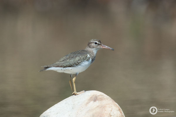 Spotted Sandpiper