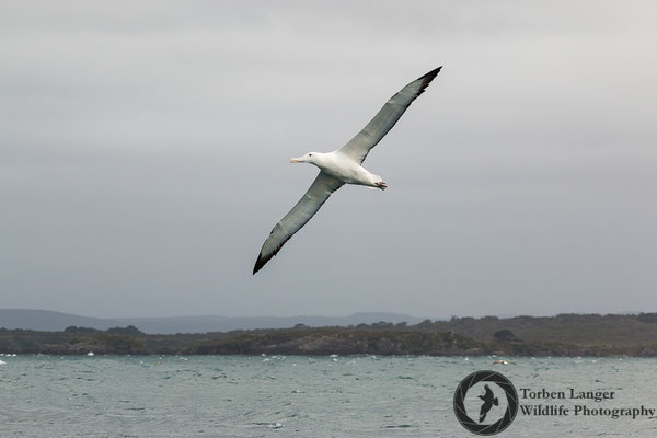 Diomedea epomorpha / Southern Royal Albatross / Südlicher Königsalbatros