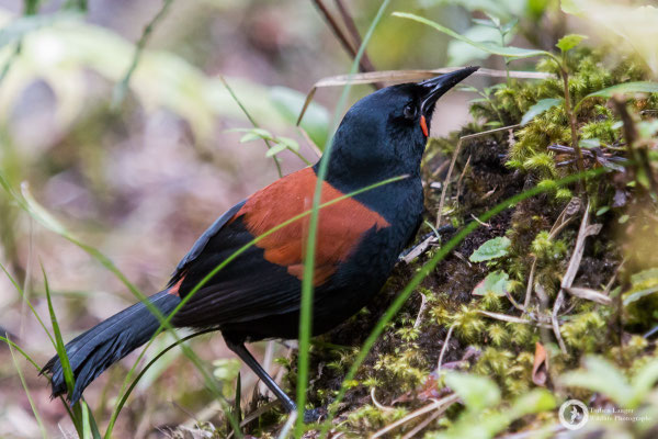 Philesturnus carunculatus / South Island Saddleback / Südinsel-Sattelvogel