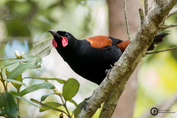 Philesturnus rufusater / North Island Saddleback / Nordinsel-Sattelvogel
