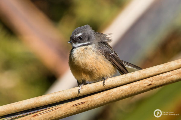 Rhipidura fuliginosa / New Zealand Fantail / Neuseeland-Fächerschwanz