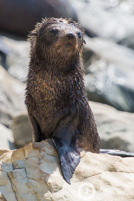 Arctocephalus forsteri / New Zealand Fur Seal / Neuseeländischer Seebär