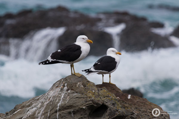 Larus dominicanus / Kelp Gull / Dominikanermöwe