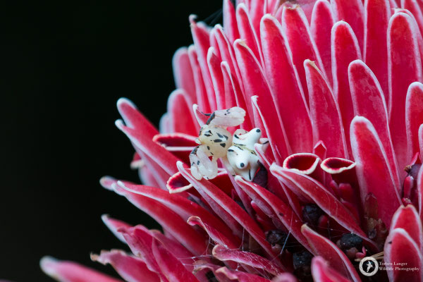 Crab Spider