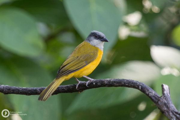 Eucometis penicillata / Grey-headed Tanager / Graukopftangare