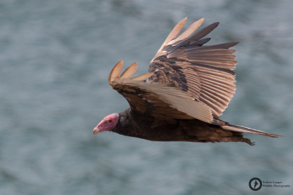 Cathartes aura / Turkey Vulture / Truthahngeier