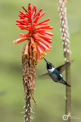 Chaetocercus mulsant - White-bellied Woodstar - Weißbauchelfe