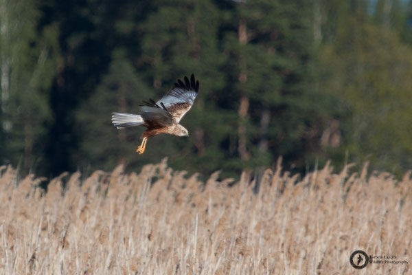 Circus aeruginosus / Western Marsh Harrier / Rohrweihe ♂