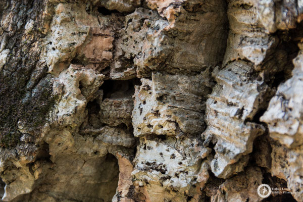 Cork oak