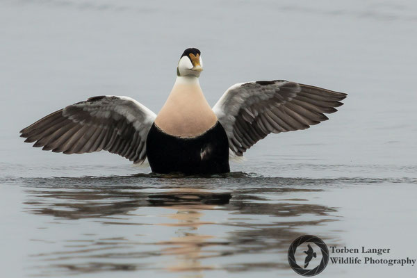 Somateria mollissima / Common Eider / Eiderente ♂