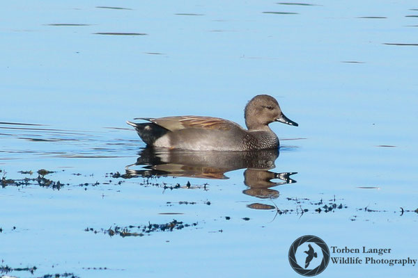 Mareca strepera / Gadwall / Schnatterente ♂