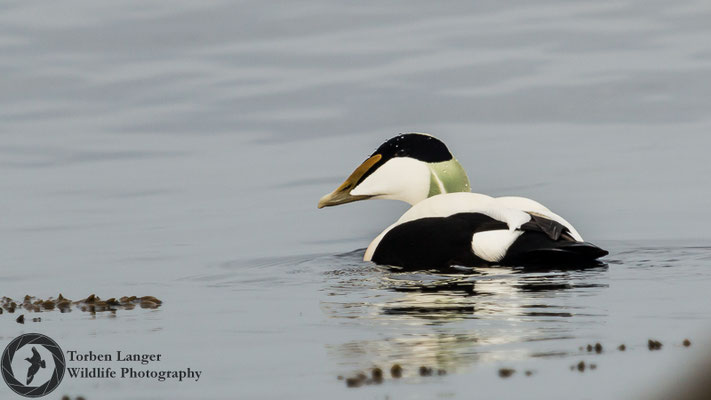 Somateria mollissima / Common Eider / Eiderente ♂