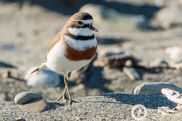 A male Double-banded Plover at Gillespies Beach