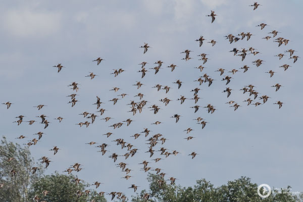 A flock of Black-tailed Godwits