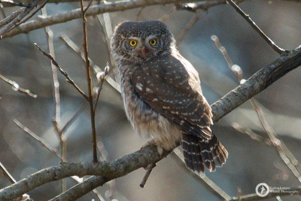 Glaucidium passerinum / Eurasian Pygmy-Owl / Sperlingskauz