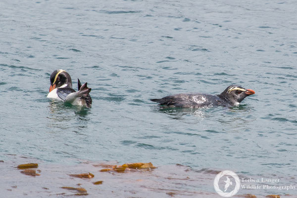 Fiordland Penguins