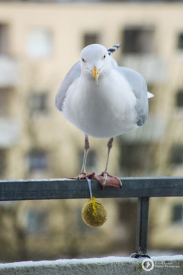 Larus argentatus / European Herring Gull / Silbermöwe