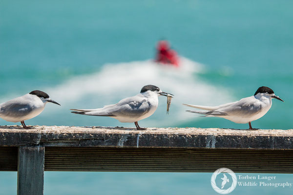 White-fronted Terns in Timaru