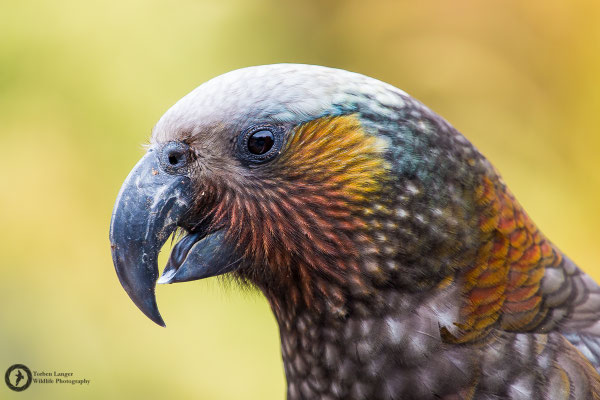 Nestor meridionalis / Kaka