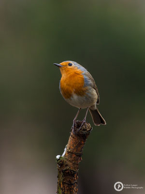 Erithacus rubecula / European Robin / Rotkehlchen