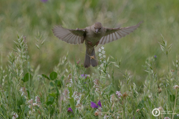 House Sparrow