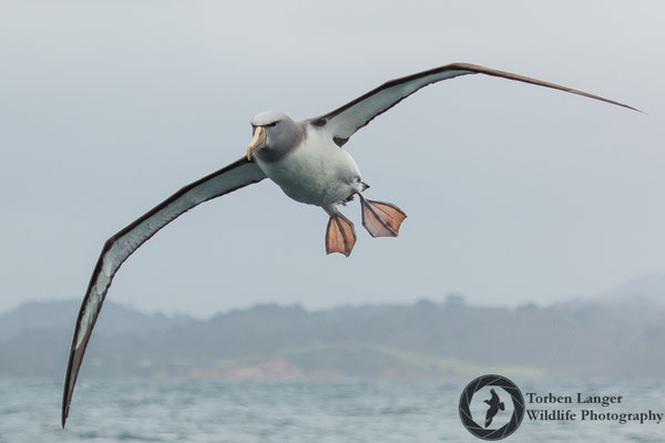 Thalassarche salvini / Salvin's Albatross / Salvinalbatros